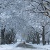 Winter Wonderland!Snow in the avenue