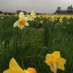 Arrowtown Spring Flower ShowA daffodil field near Milton