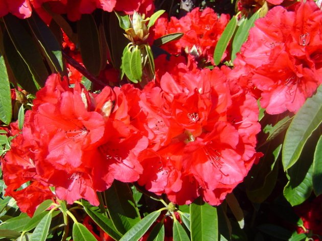 Gore Rhododendron Festival